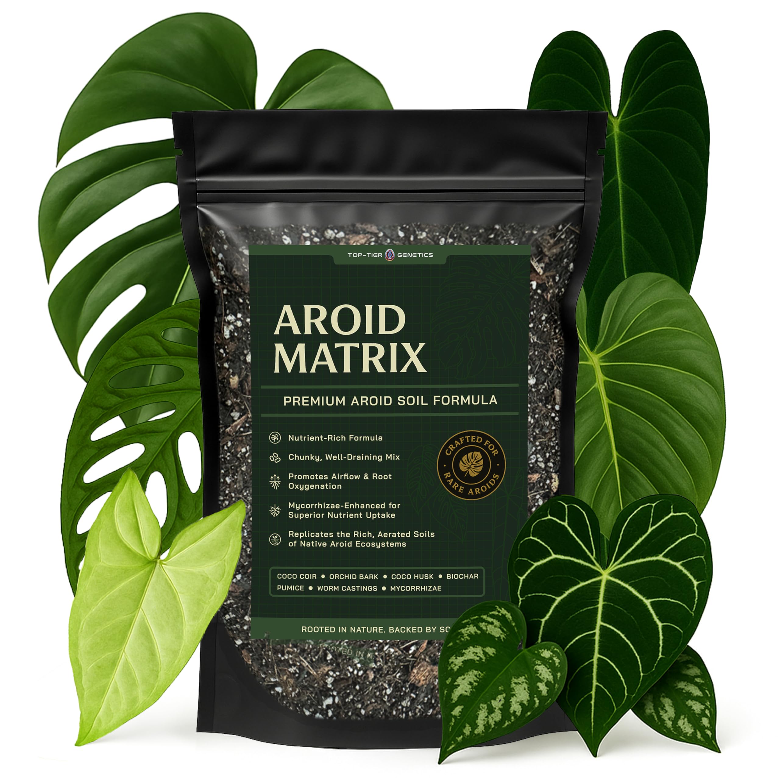 Top Tier Genetics Aroid Soil Blend for Monstera with healthy roots and vibrant growth.