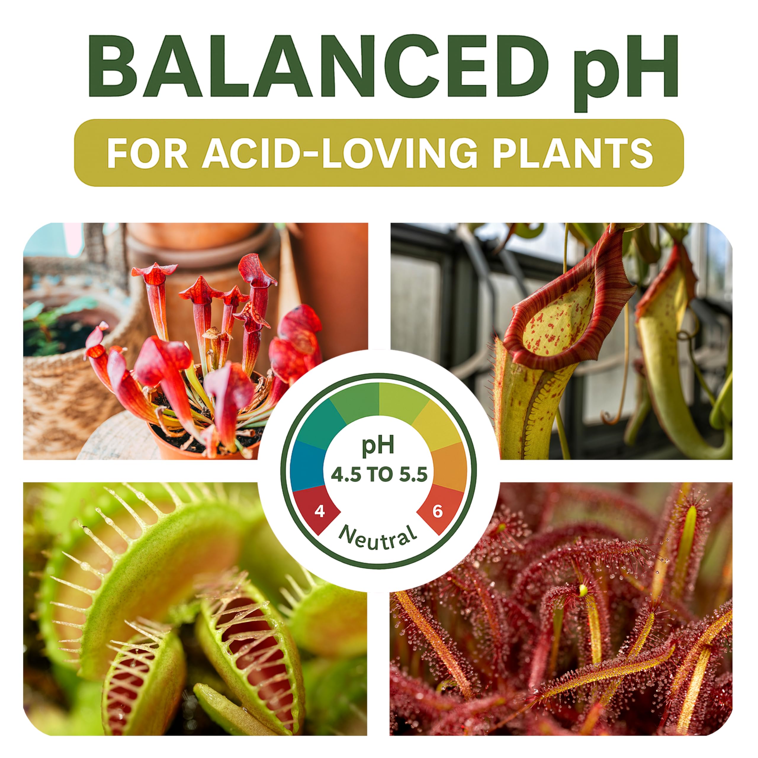 Top Tier Genetics BOG BOSS soil blend Nepenthes pitcher plants with balanced drainage and airflow.