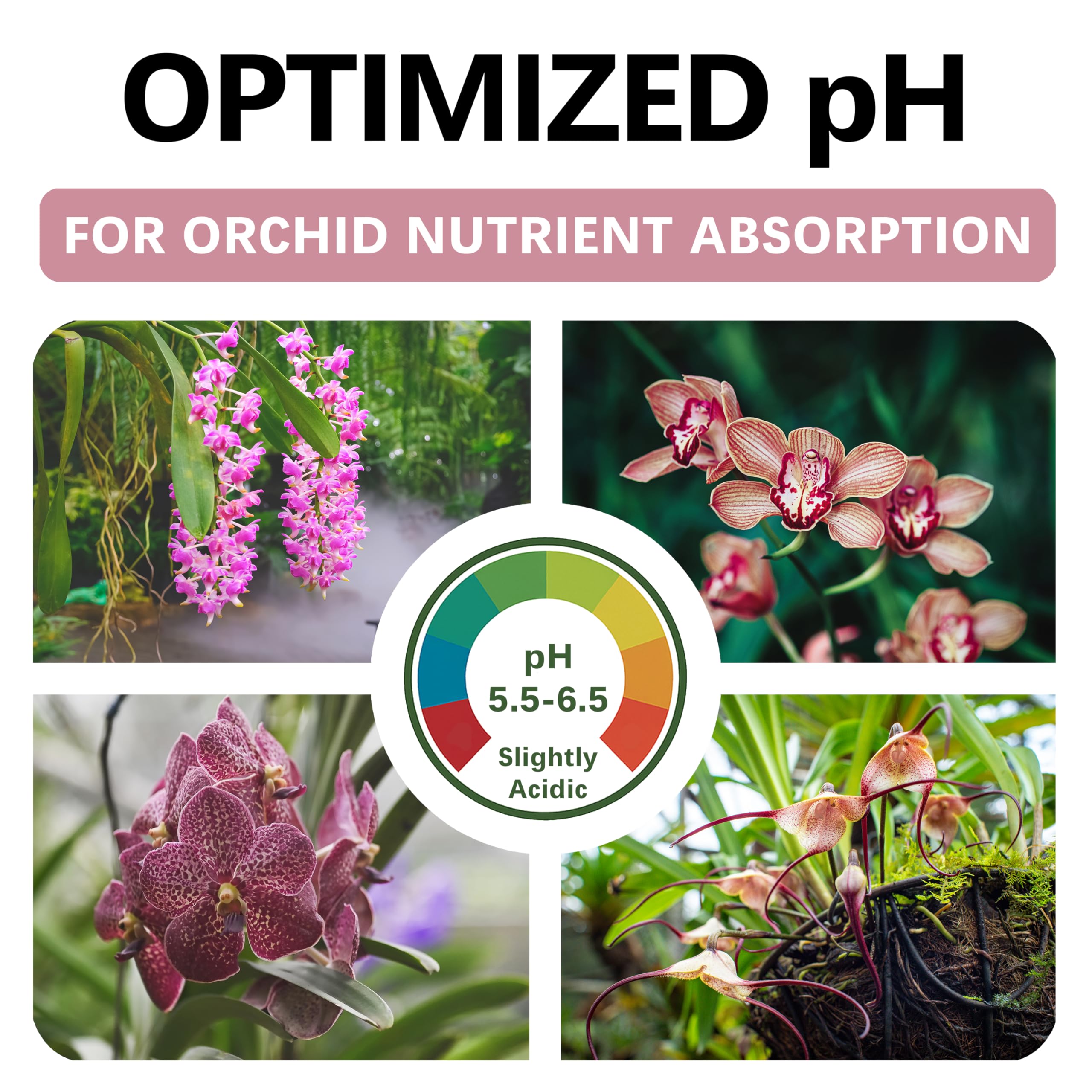 Top Tier Genetics Orchid Soil moisture-retentive mix aids healthy container orchid care.