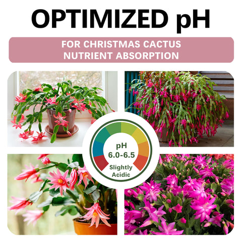 Top Tier Genetics premium Christmas cactus soil ready-to-use for repotting and vibrant blooms