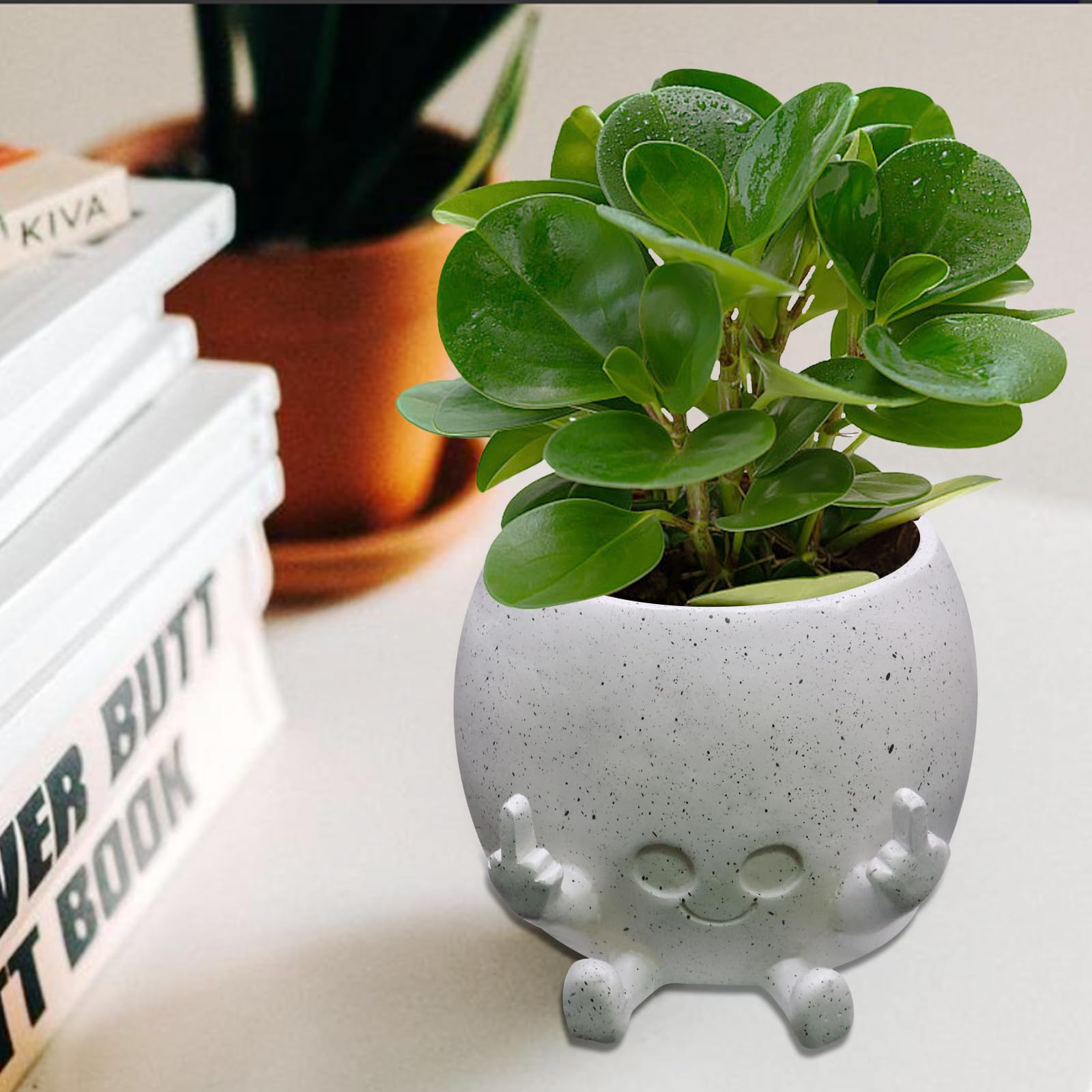 Toparad gift-ready plant pot brightens any plant display and gift.