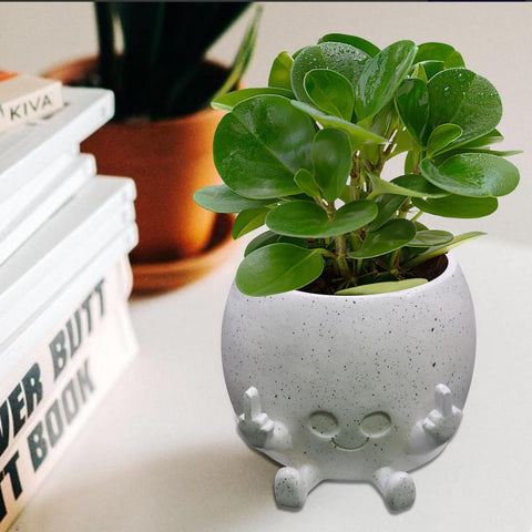Toparad gift-ready plant pot brightens any plant display and gift.