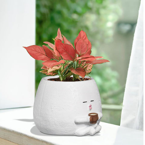 Toparad resin planter with drainage hole keeps plants healthy indoors or outdoors