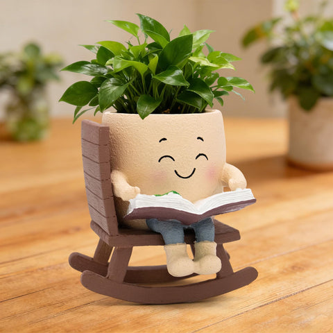 Toparad planter with drainage holes supports healthy roots for indoor succulents.