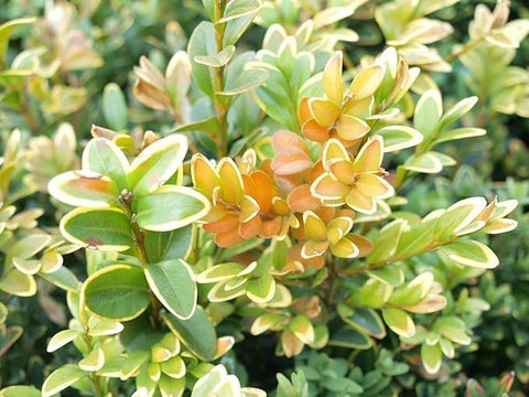 Healthy TOPBUXUS boxwood leaves supported by Turbo Grow fertilizer