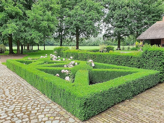 Lush green TOPBUXUS boxwood hedge supported by Turbo Grow