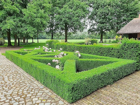 Lush green TOPBUXUS boxwood hedge supported by Turbo Grow