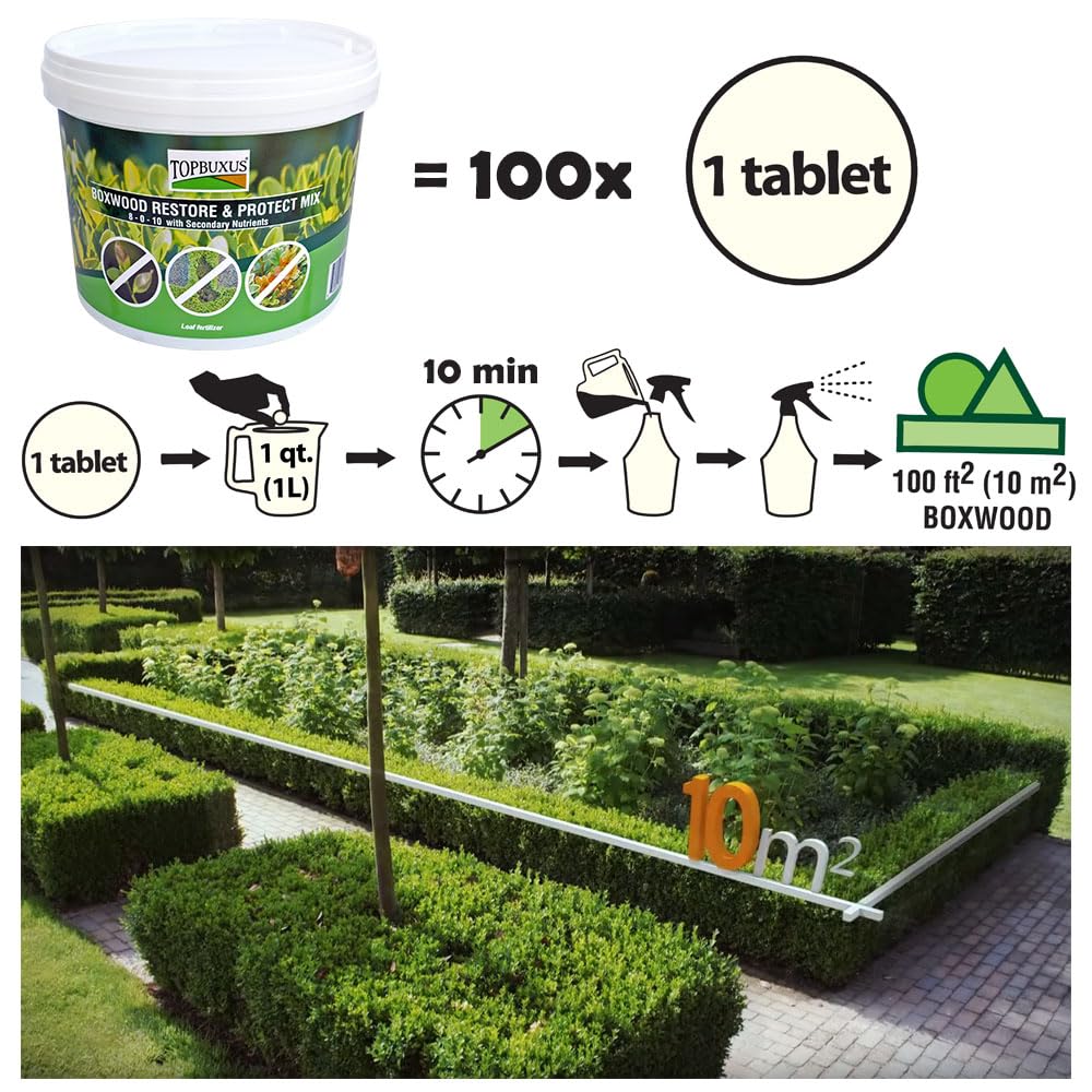 TOPBUXUS Boxwood Restore Protect leaves turning green and shiny after treatment
