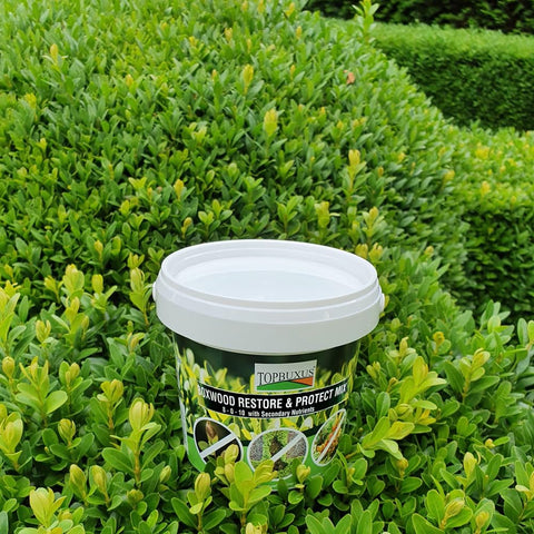 TOPBUXUS Boxwood Restore Protect sprayer applying solution to boxwood foliage
