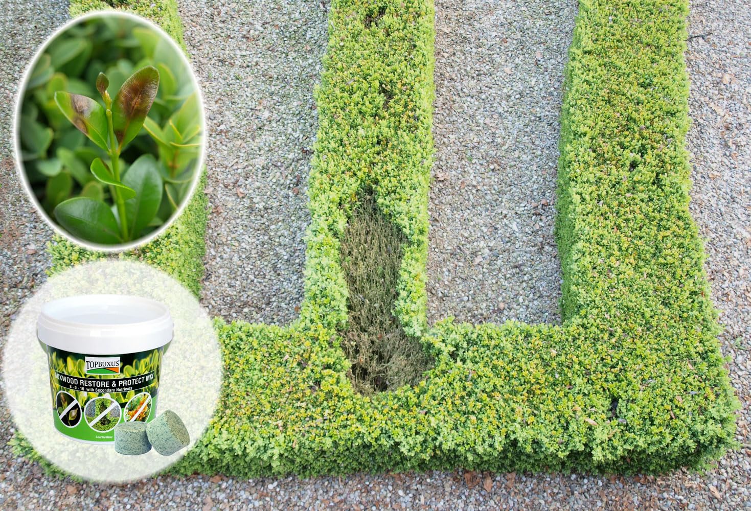 TOPBUXUS Boxwood Restore Protect tablets dissolving in water ready for spray