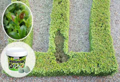 TOPBUXUS Boxwood Restore Protect tablets dissolving in water ready for spray