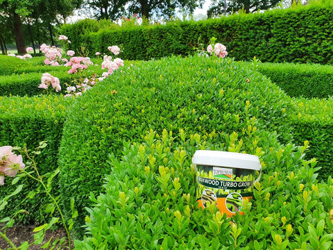 Applying Turbo Grow to soil under boxwood promotes rapid nutrient uptake