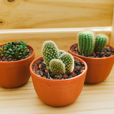 TOPZEA colored lava rocks decorate planters with vibrant, lasting color.