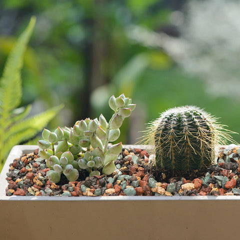 TOPZEA volcanic gravel for fish tanks and terrariums adds texture.