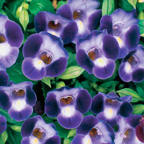 Torenia Wishbone Flower Seed Mix bloom image with blue purple pink and white tones for shade.