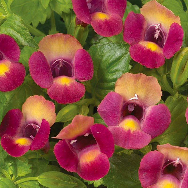 Torenia Wishbone Flower Seed Mix in a container highlighting its mounding habit for patios.