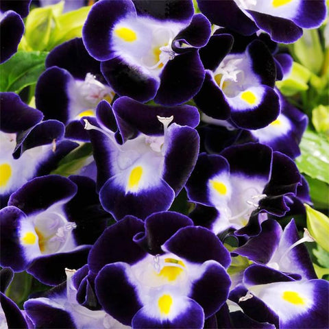 Torenia Wishbone Flower Seed Mix garden bed image brightening partial shade with color.