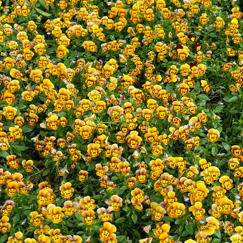 Torenia Wishbone Flower Seed Mix packaging demonstrates easy sow-to-grow steps.