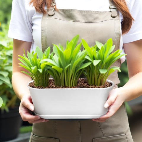 Torfican compact 5-pack fits a windowsill or desk for small-space gardening.