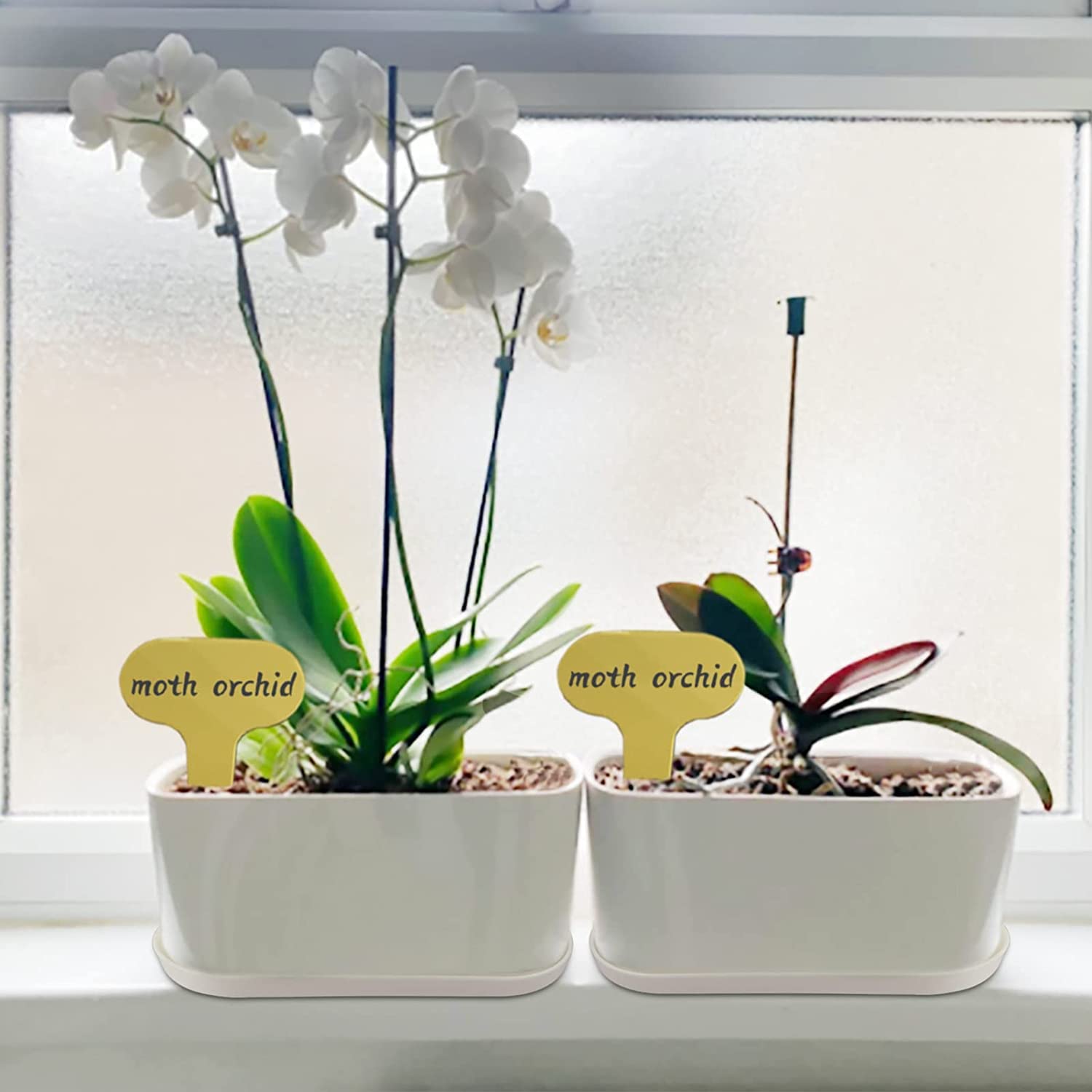 Torfican 10-set package includes planters and matching trays for organized gardening.