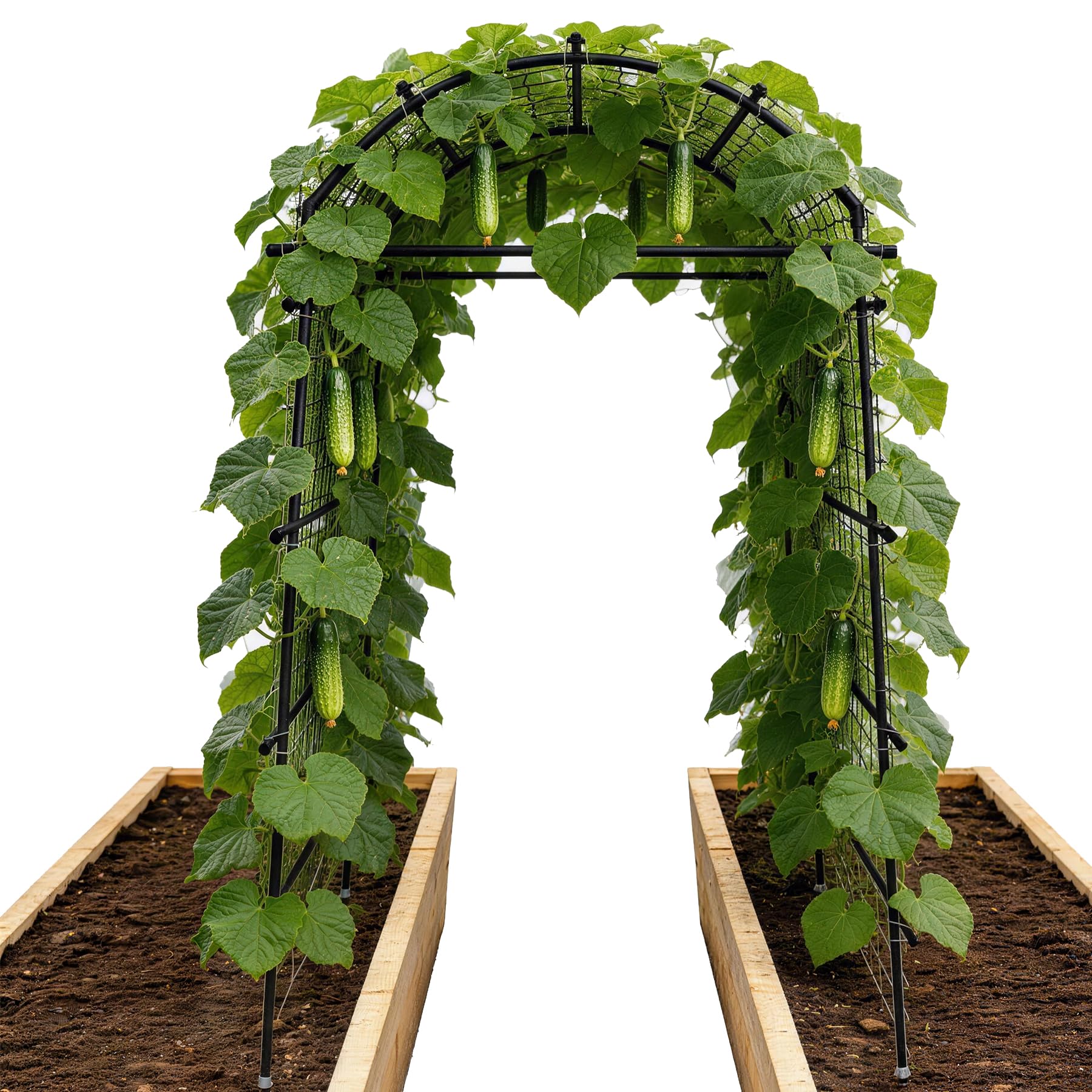 Toriexon Garden Arch Trellis demonstrates 7.4ft height supporting climbing vines.