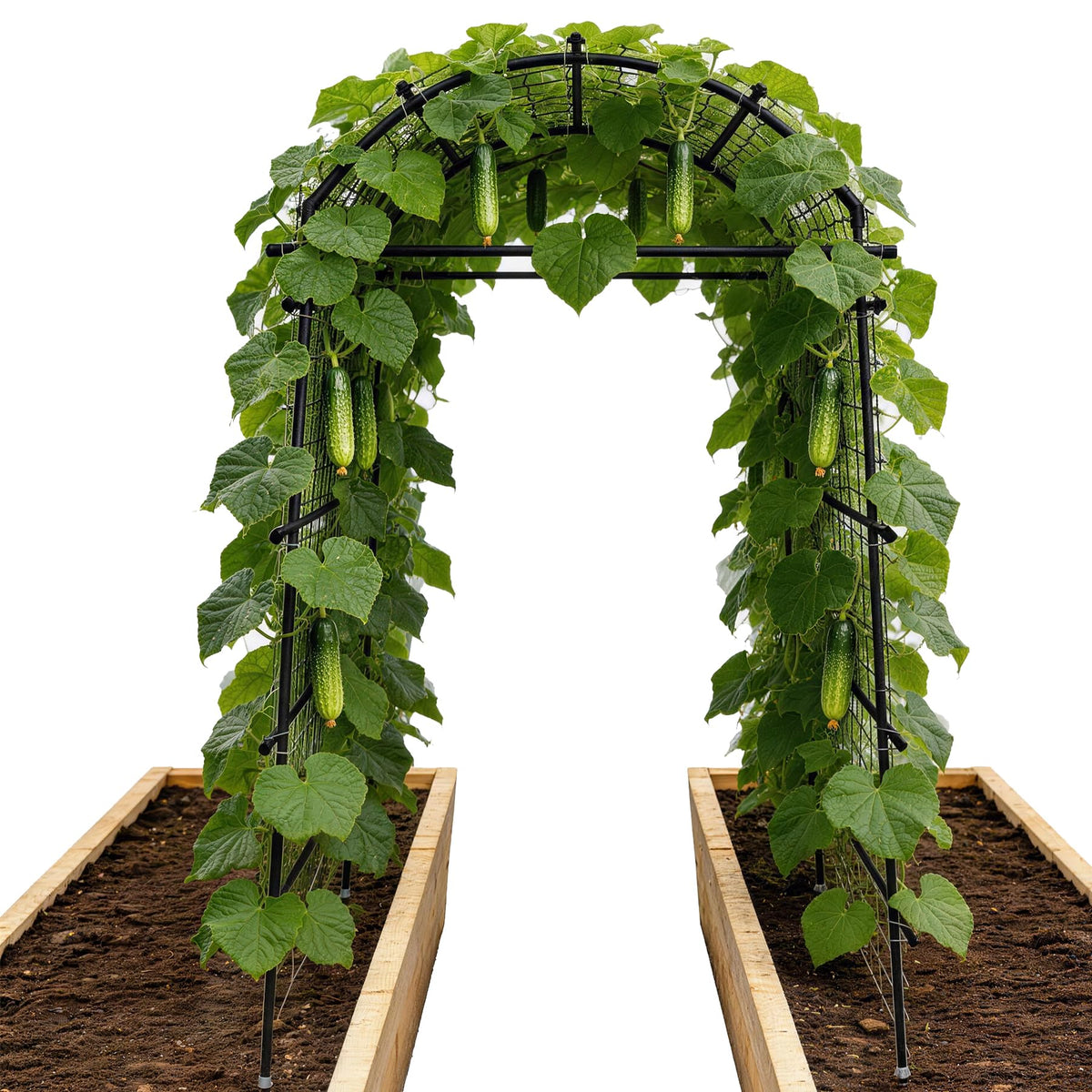 Toriexon Garden Arch Trellis demonstrates 7.4ft height supporting climbing vines.