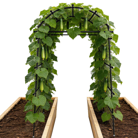 Toriexon Garden Arch Trellis demonstrates 7.4ft height supporting climbing vines.