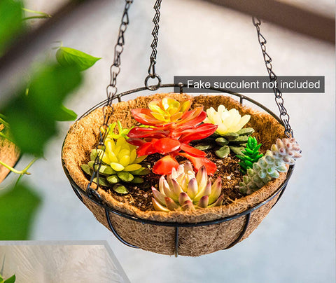 Tosnail living plant display on a windowsill—vibrant greens