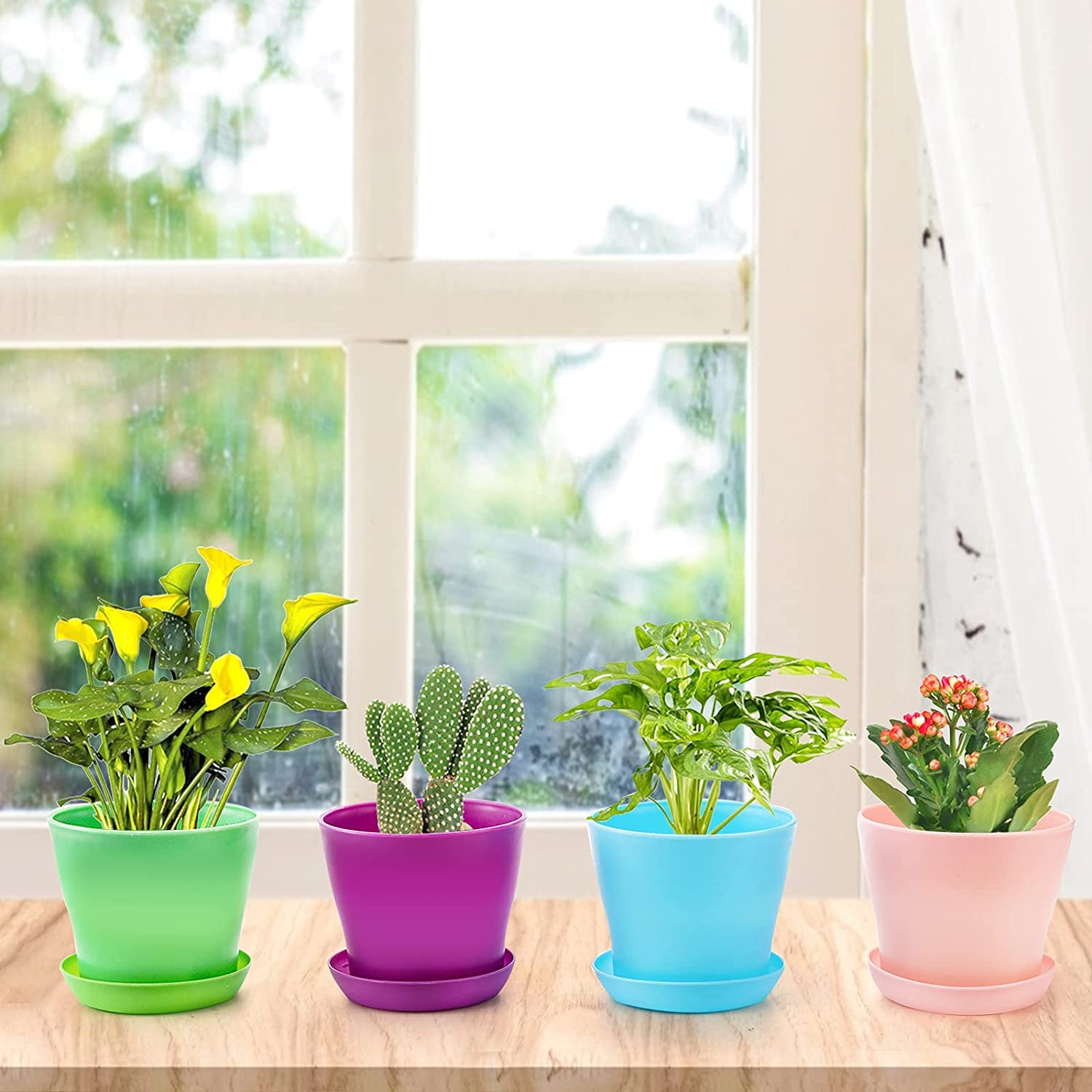 Tosnail suitable for herbs and succulents indoors and outdoors