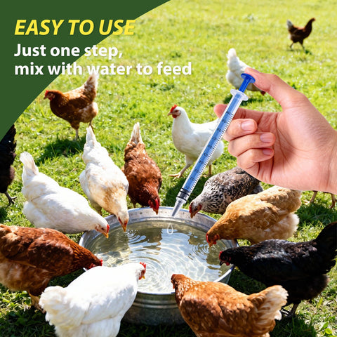 Totoketty Dewormer chickens drinking water during treatment