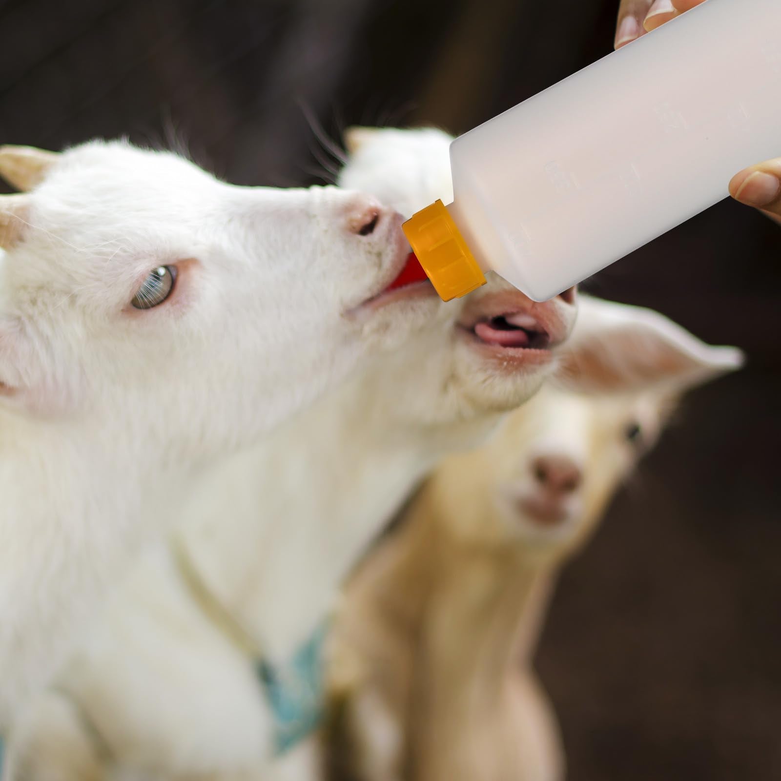 TOYANDONA all-in-one feeding solution saves time with ready-to-use components