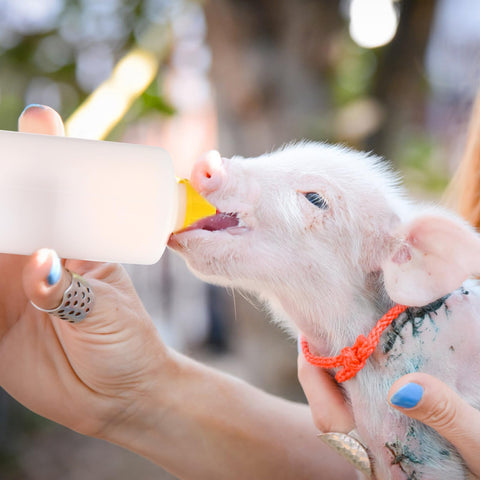 TOYANDONA goat-lamb feeding set includes five bottles and replacements