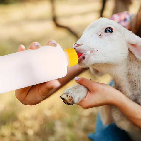 TOYANDONA livestock milk feeder set suitable for sheep, goats, and calves