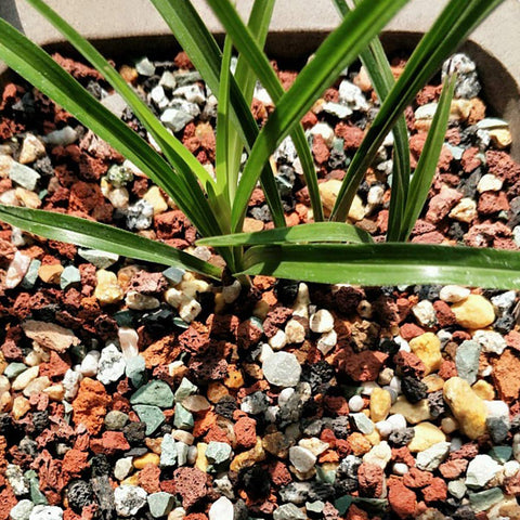 TOYPOPOR Drainage boost for houseplants helps prevent overwatering and root rot.