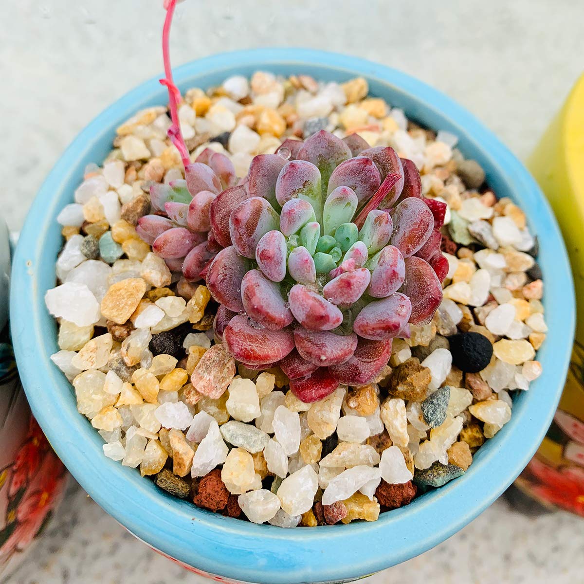 TOYPOPOR terrarium dressing gravel supports drainage and moisture control