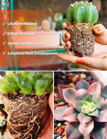 TOYPOPOR indoor-succulent-planter setup with this soil for thriving houseplants.