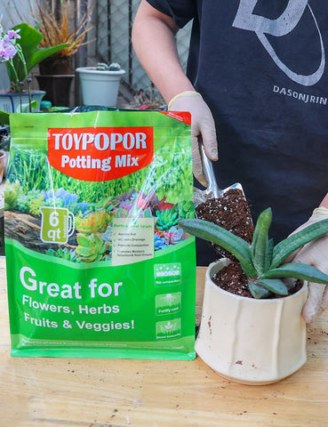TOYPOPOR 6-quart bag ideal for indoor or outdoor use in pots.