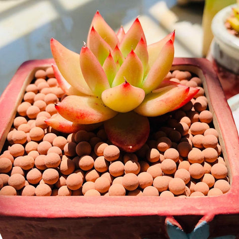 TOYPOPOR ceramsite used as decorative ornament for vibrant potted plants.