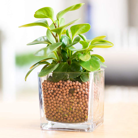 TOYPOPOR ceramic grow media supports soil and hydroponics with breathability.