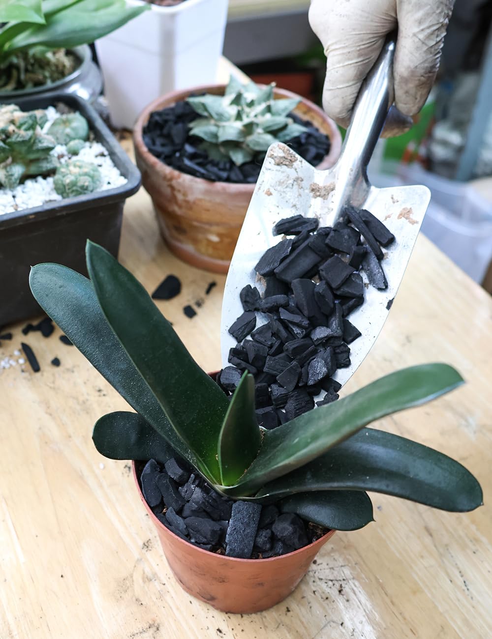 TOYPOPOR Charcoal moisture regulation helps soil stay evenly moist.