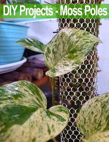TOYPOPOR chicken wire frame for crafts enables DIY moss poles and decorative projects.