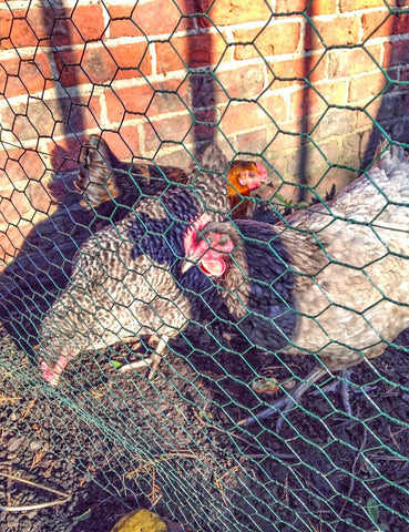 TOYPOPOR garden protection netting guarding beds and landscapes
