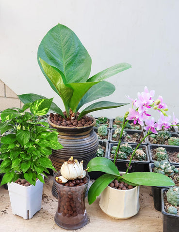 TOYPOPOR Leca clay pebbles reusable after cleaning for sustainable gardening
