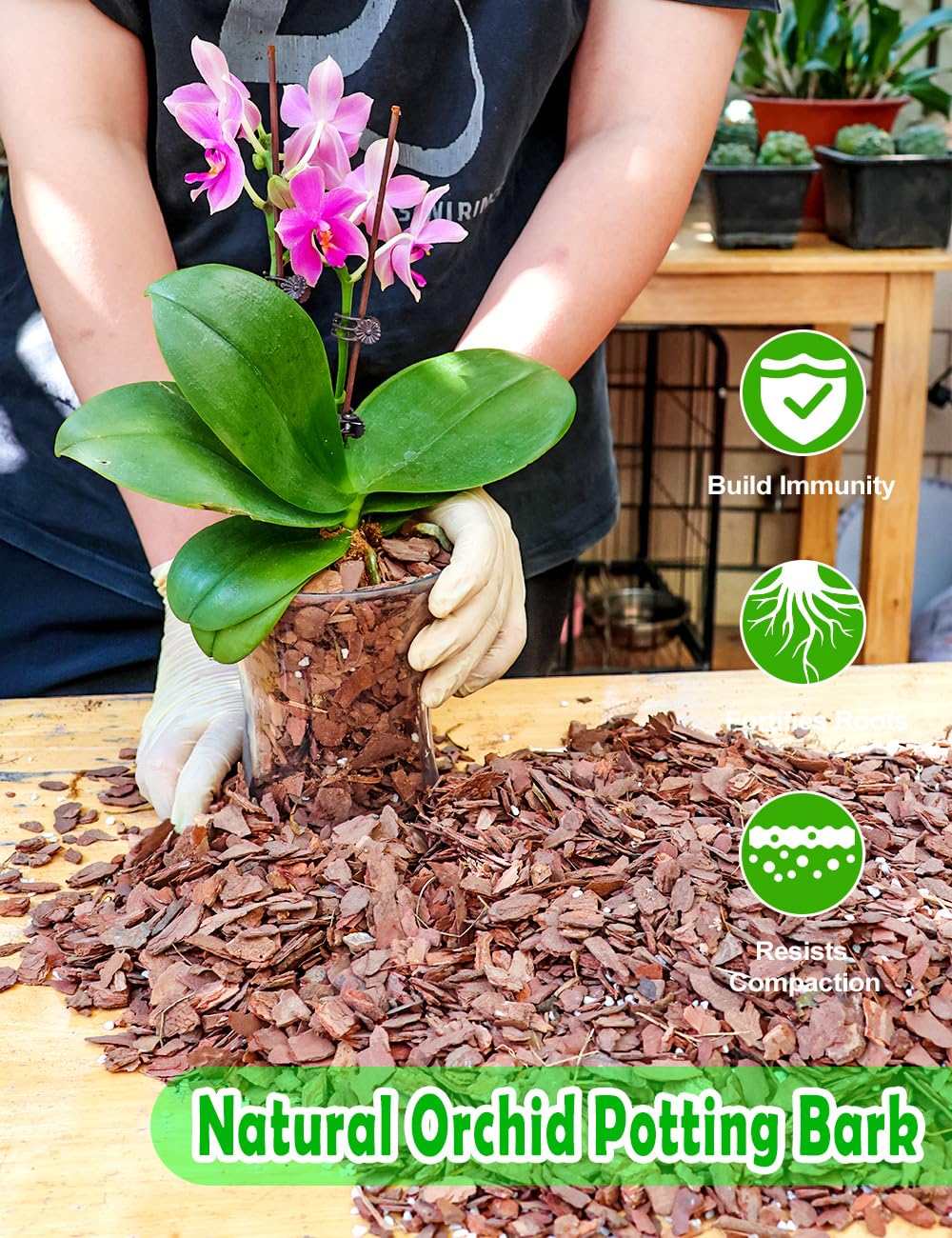 TOYPOPOR orchid mix demonstrates balanced drainage and moisture retention for healthy growth.