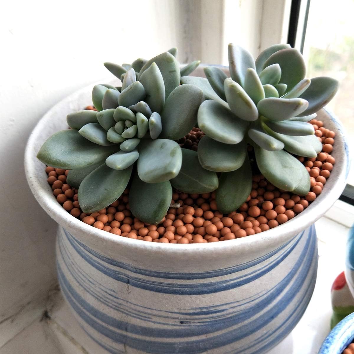 TOYPOPOR orchid hydroponics setup using clay pebbles as growing medium.