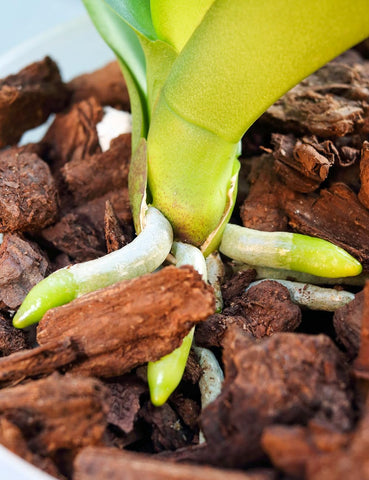 TOYPOPOR textured mix allows orchid roots to expand without compaction.