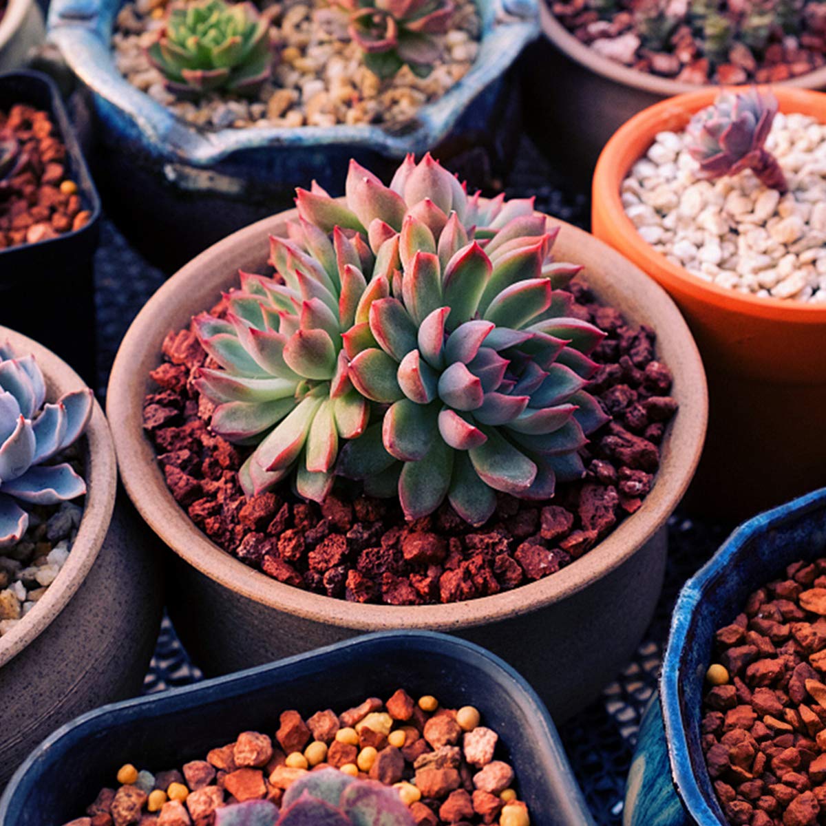 TOYPOPOR red lava rocks in cactus pot for drainage and decor