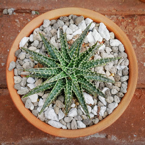 TOYPOPOR use in cactus and succulent pots supports healthy root systems.