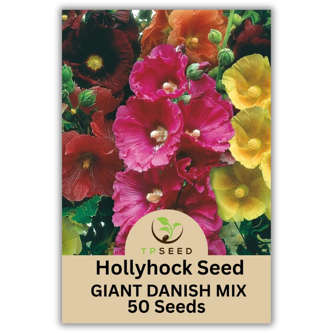 TP SEED Hollyhock Giant Danish Mix tall multi-color blooms enhance back borders.