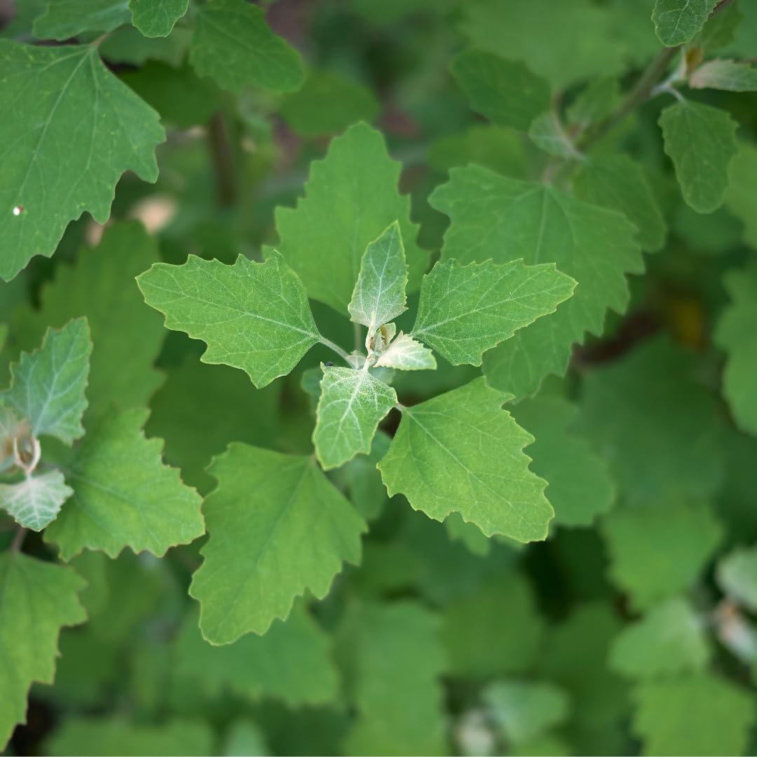 TP SEED Lambs Quarters growing in sunlit garden bed